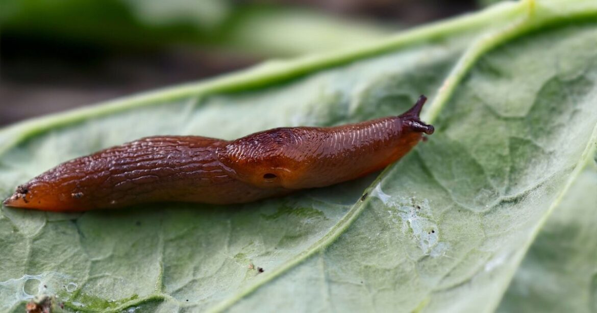 Monty Don shares top ways to deter slugs without harsh chemicals this spring Monty Don shares top ways to deter slugs without harsh chemicals this spring
