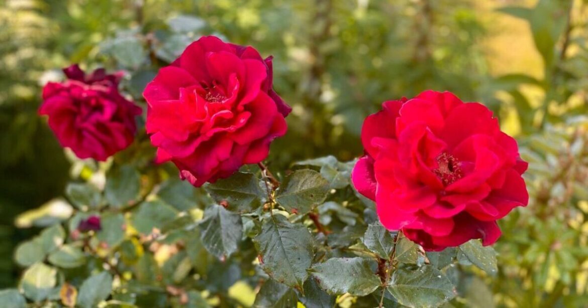 How to grow bigger and better roses in April