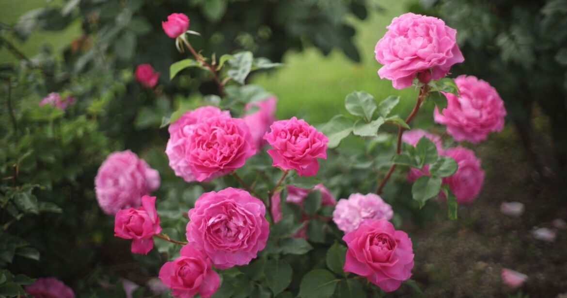 Gardeners with roses urged to do 1 task in April