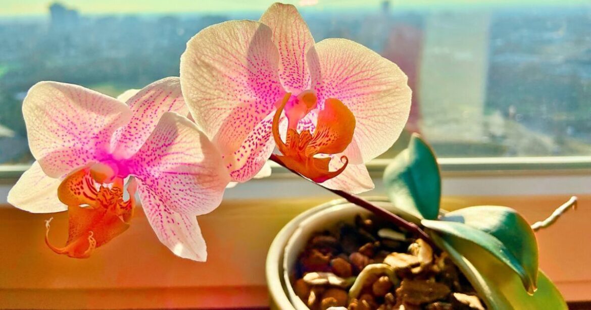 Anyone with an orchid asked to water them with 1 natural ingredient Anyone with an orchid asked to water them with 1 natural ingredient