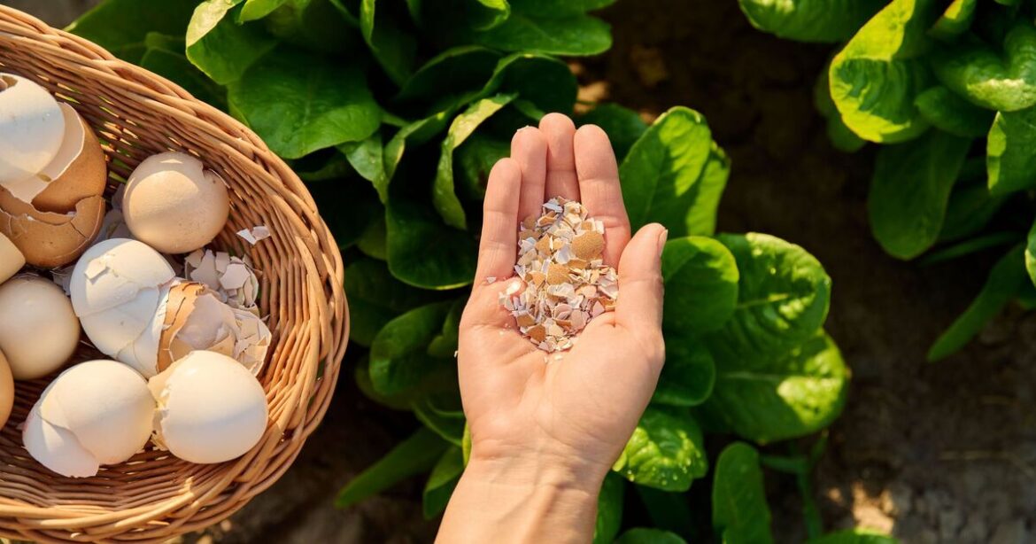 Why gardeners should use eggshells in the garden this April