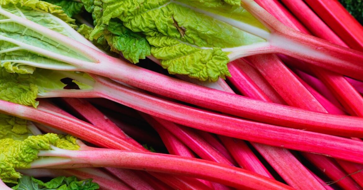 How to grow tastier rhubarb in April