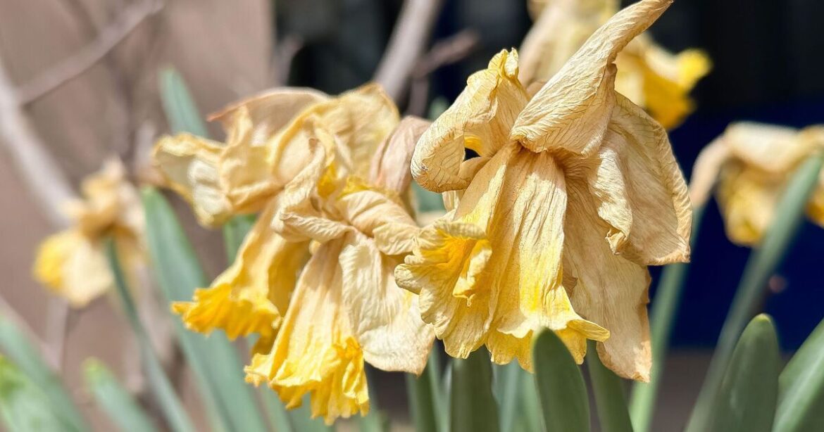 Gardener shares what you should 'never do' to dead daffodils