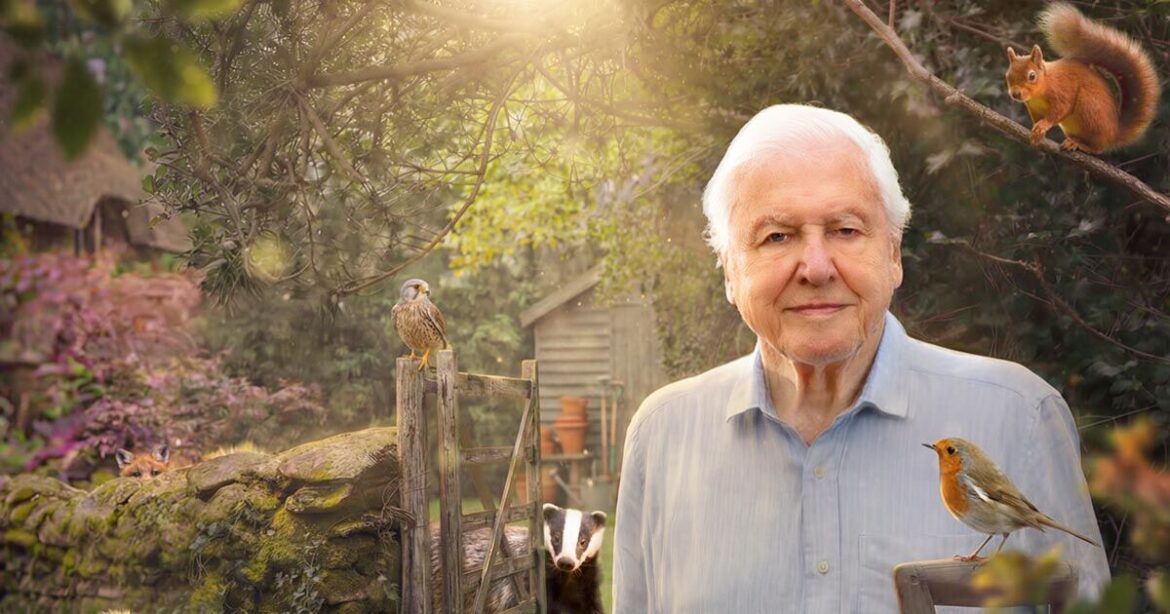 David Attenborough reveals amazing wildlife in Britain's back gardens | TV & Radio | Showbiz & TV