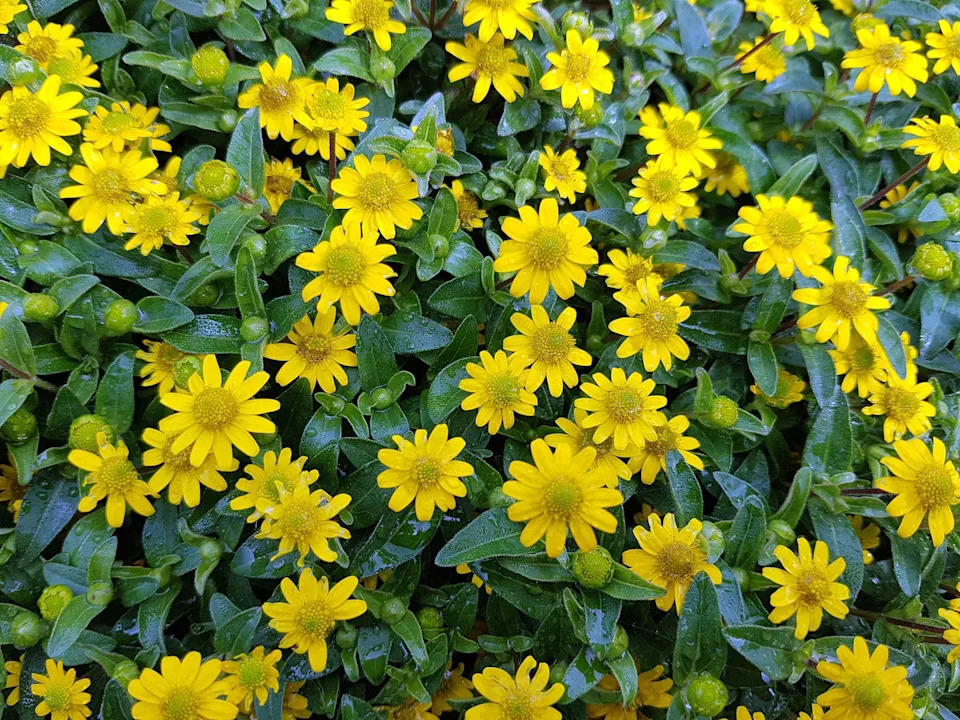 summer flowers, creeping zinnia outdoors