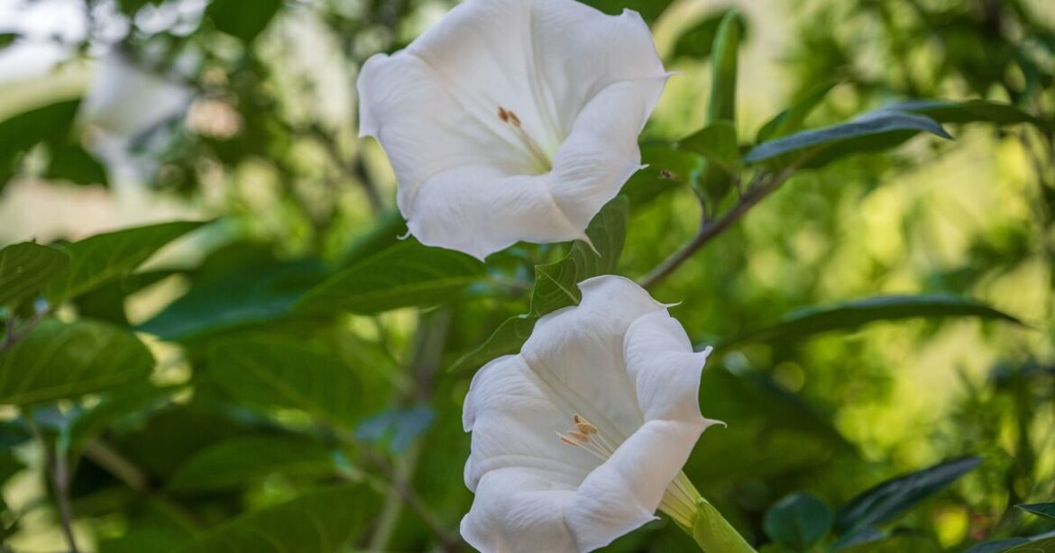 Anyone with a garden urged to watch out for 4 invasive weeds