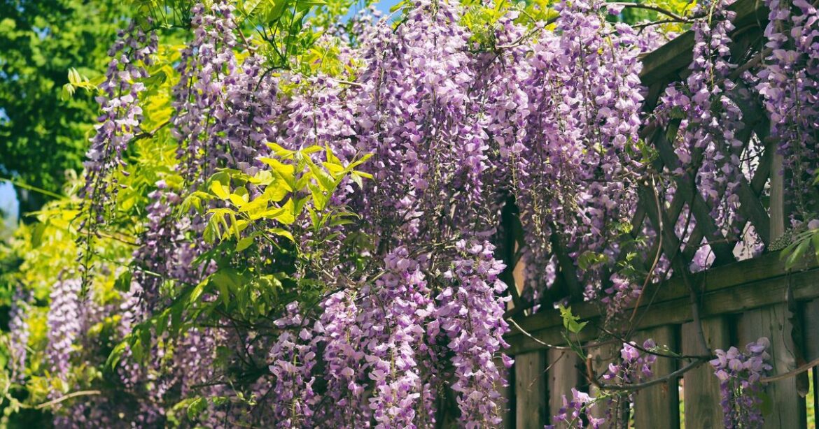 How to grow brighter wisteria blooms in spring