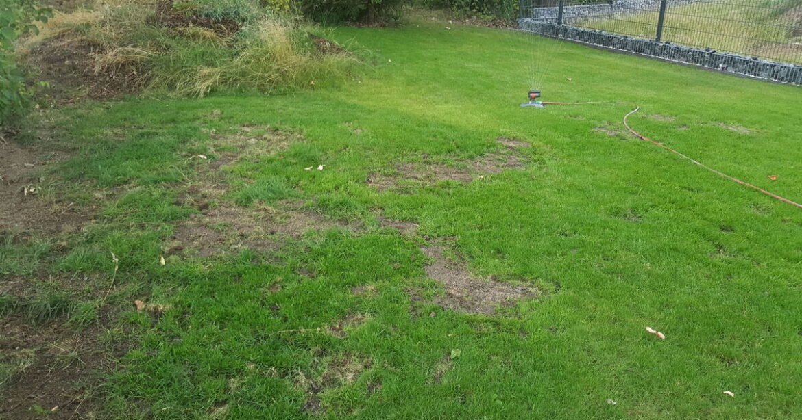 Patchy lawns will turn thick and green if gardeners complete one task in April