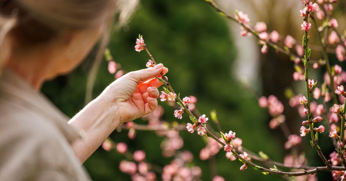 Make your garden look as pretty as a picture in as little as 1 minute