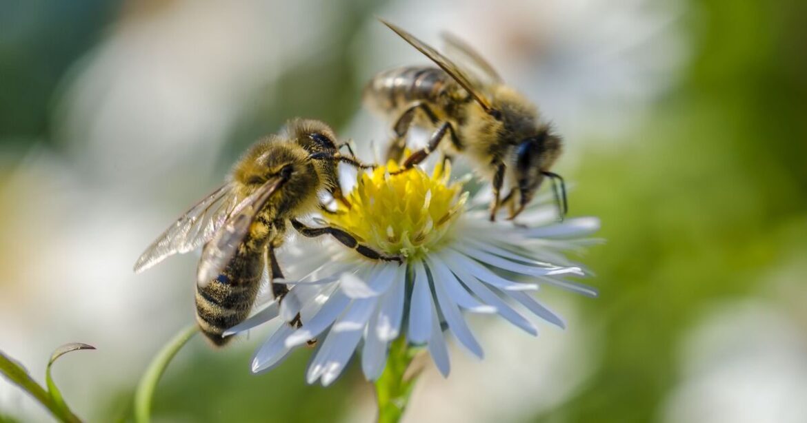 Simpliest way nature lovers can help the bee population