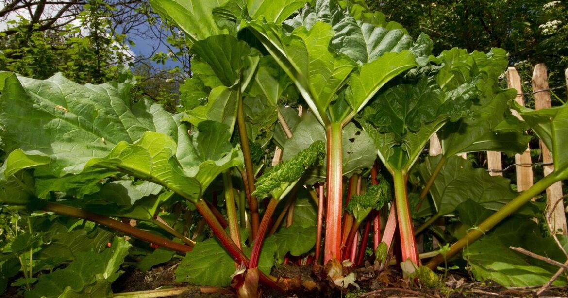 Warning issued to anyone with rhubarb in garden