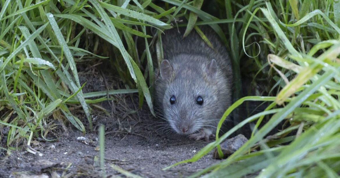 Rats will run away and 'fear' your garden if you do 1 task