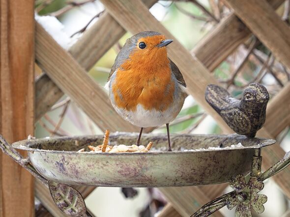 Close-up of a European robin [Erithacus rubecula] standing in a metal bird feeder in a household garden with wooden trellis in t