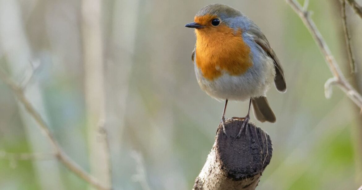 Warning issued to anyone with robins in garden Warning issued to anyone with robins in garden