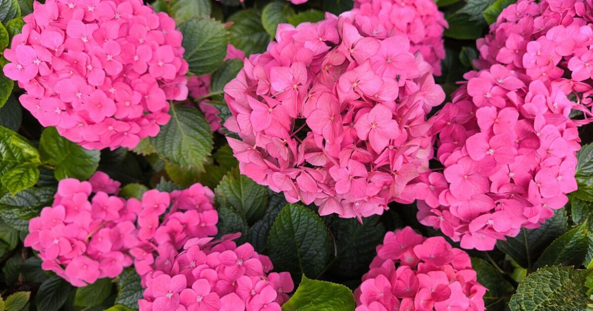 Hydrangeas will grow ‘better flowering display’ after one job in April Hydrangeas will grow ‘better flowering display’ after one job in April