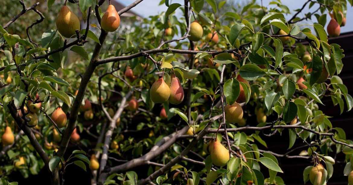 Alan Titchmarsh shares biggest fruit tree mistake and easy fix Alan Titchmarsh shares biggest fruit tree mistake and easy fix