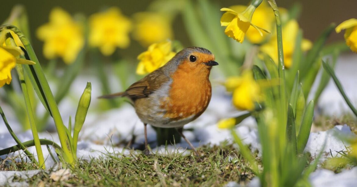 4 foods to never feed robins — you could end up killing them