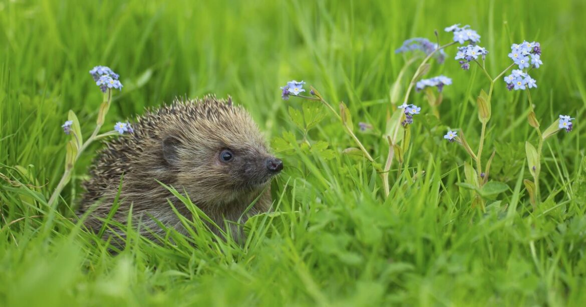 Key thing you need to be doing in your garden to attract hedgehogs Key thing you need to be doing in your garden to attract hedgehogs