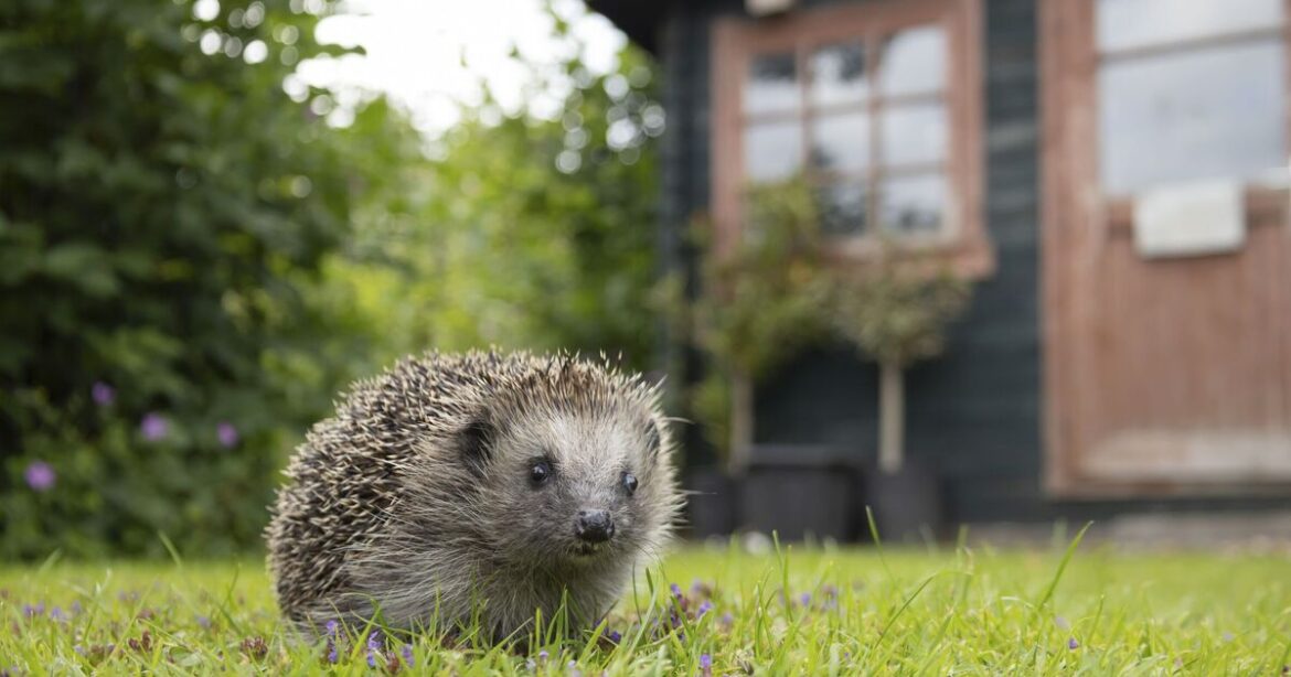 Hedgehogs will love your garden if you leave 1 common food outside Hedgehogs will love your garden if you leave 1 common food outside
