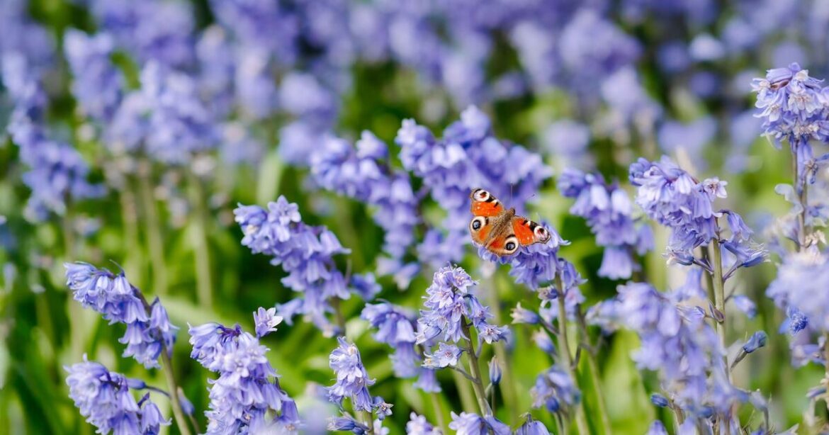 People with bluebells in garden are urged to take 1 action in April