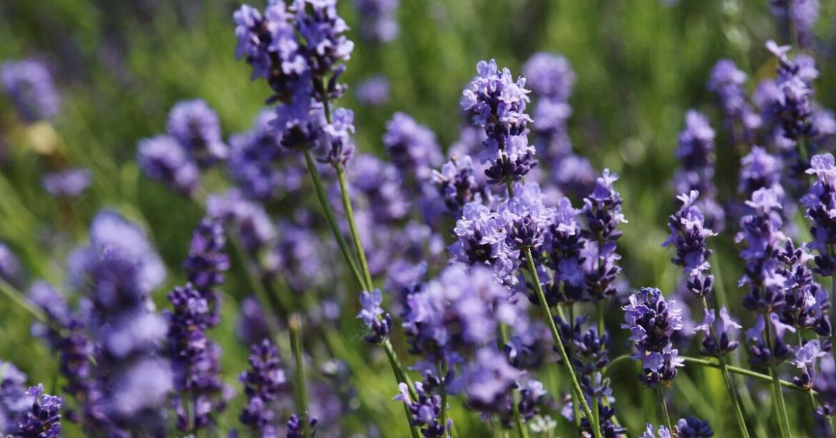 Lavender will be ‘much bigger’ if fed this common kitchen scrap in spring Lavender will be 'much bigger' if fed this common kitchen scrap in spring