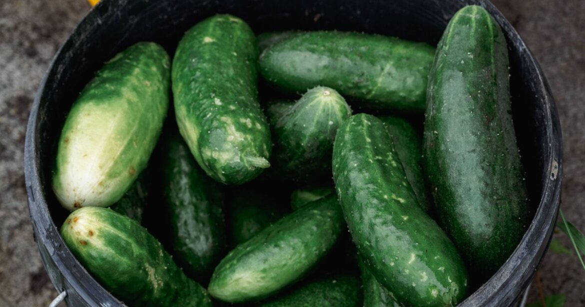 All gardeners urged to put cucumber skins outside in April All gardeners urged to put cucumber skins outside in April