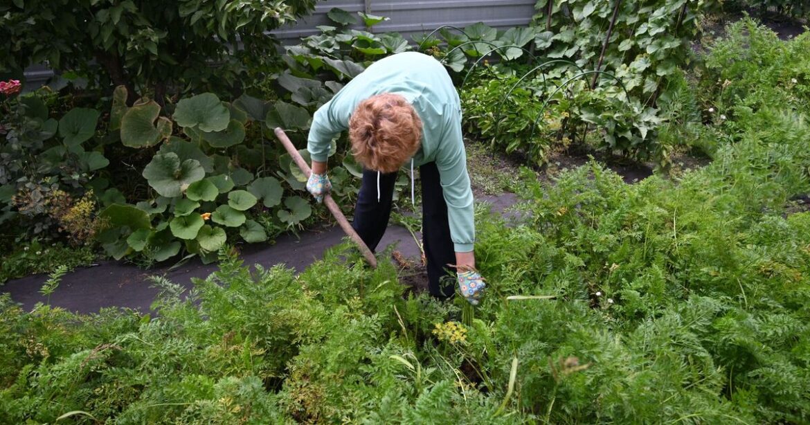 Gardeners warned to watch out for ‘invasive’ flowers spreading Gardeners warned to watch out for 'invasive' flowers spreading