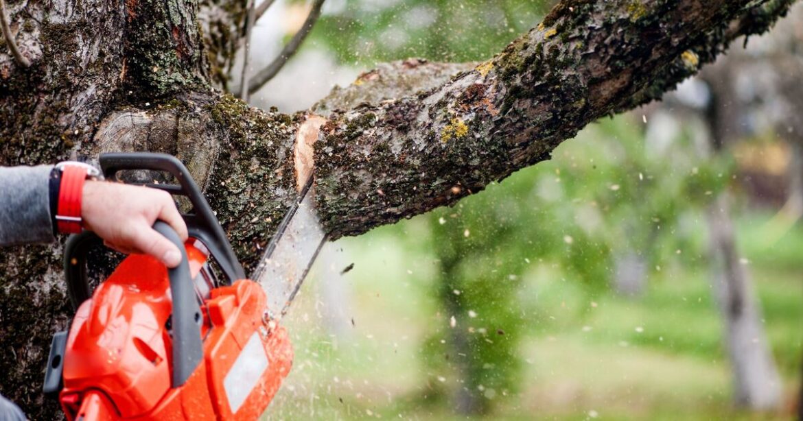Gardeners warned over little known cutting trees law this spring Gardeners warned over little known cutting trees law this spring