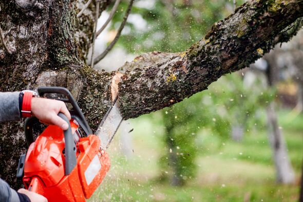man cutting trees using an electrical chainsaw and professional man cutting trees using an electrical chainsaw and professional