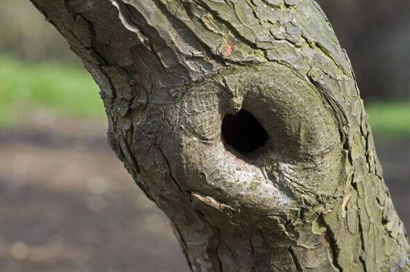 Pruning scar offering nesting cavity in European beech Pruning scar offering nesting cavity in European beech