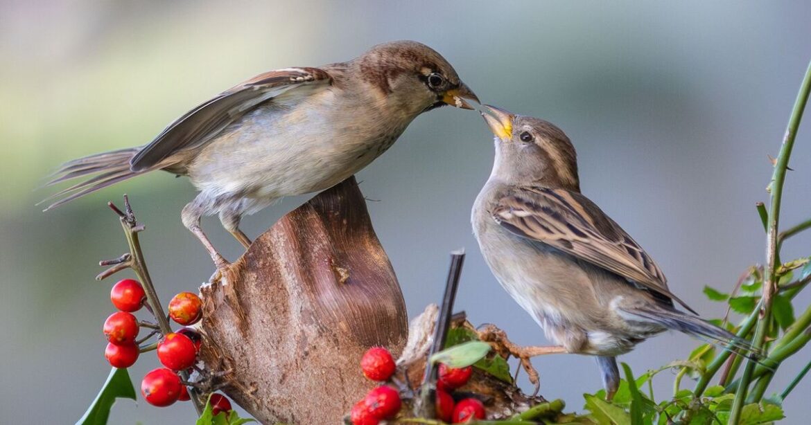 Birds will visit garden regularly if you place 3 plants outdoors