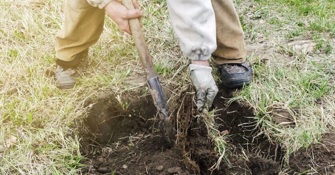Homeowners dig up plant from gardens as it 'implies they're swingers'