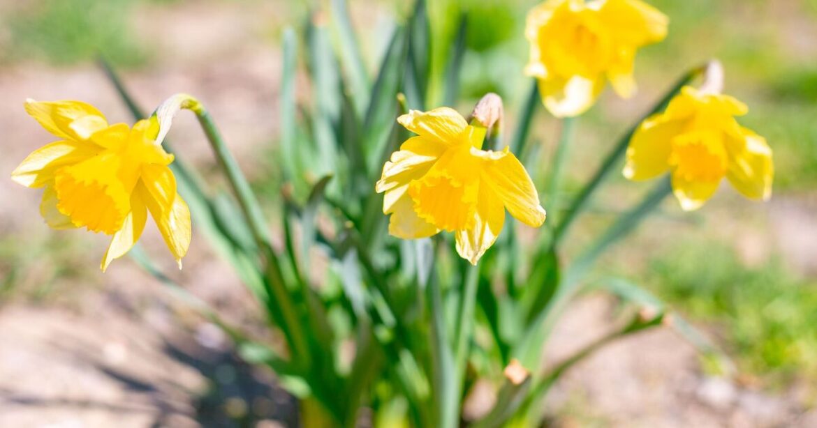 Households with daffodils in their garden are urged to take one action in April