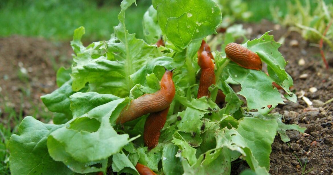How to stop slugs from ruining plants in spring by sprinkling 1 item on the soil