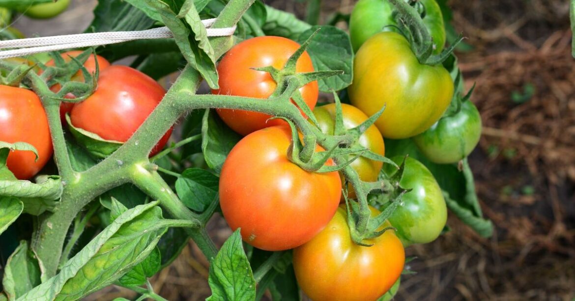 Warning issued to anyone with tomatoes in garden