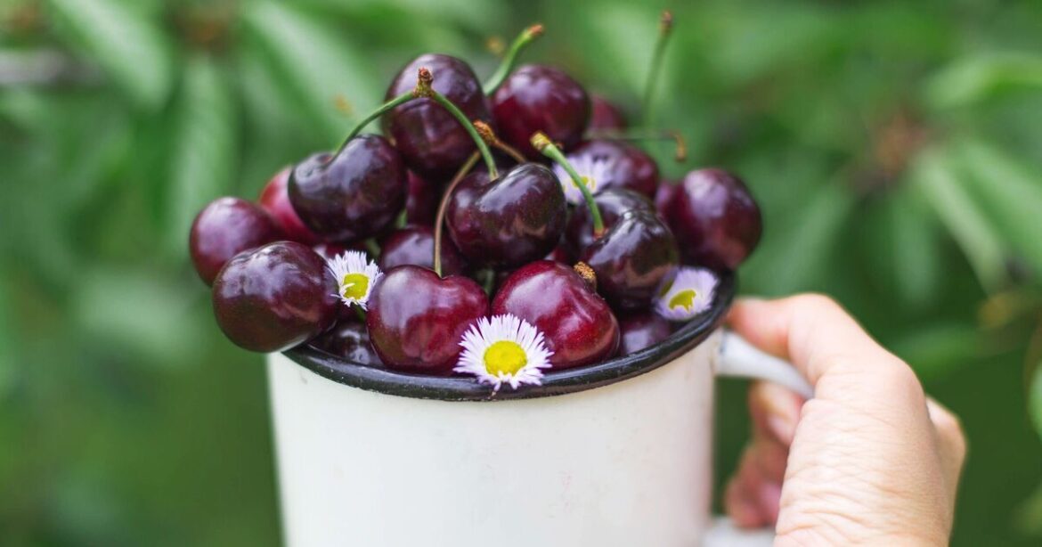 ‘Amazing’ potted patio cherry tree perfect for small gardens now £30 'Amazing' potted patio cherry tree perfect for small gardens now £30