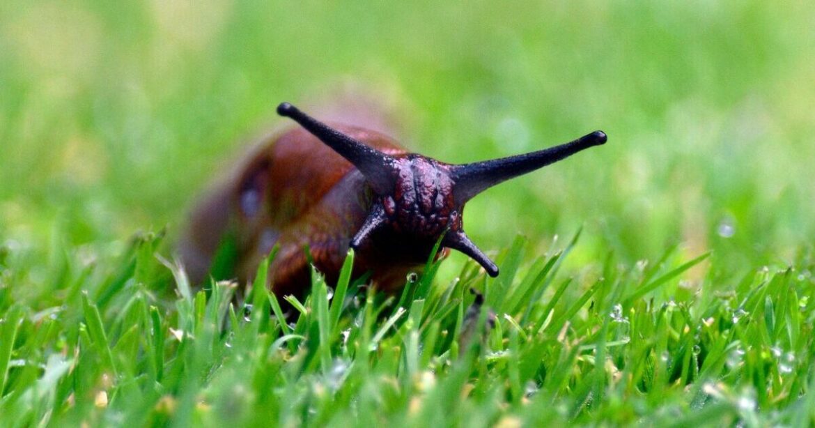 Fascinating 12 myths about slugs every gardener should know | UK | News Fascinating 12 myths about slugs every gardener should know | UK | News