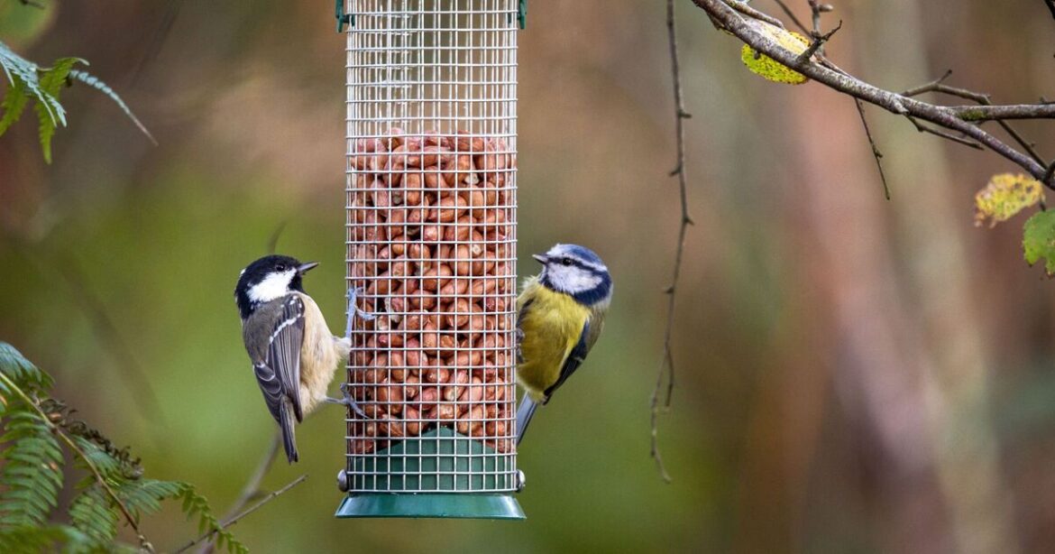 Everyone with birds in garden given urgent new RSPB advice on feeding Everyone with birds in garden given urgent new RSPB advice on feeding