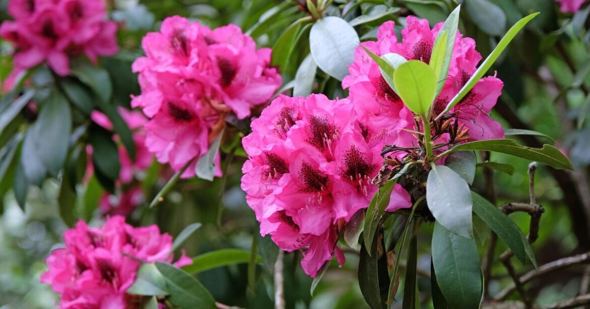 How to help rhododendron and camellias bloom this year using 1 item