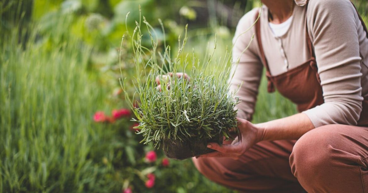 Gardeners must act now to enjoy ‘quintessentially English’ flower Gardeners must act now to enjoy 'quintessentially English' flower