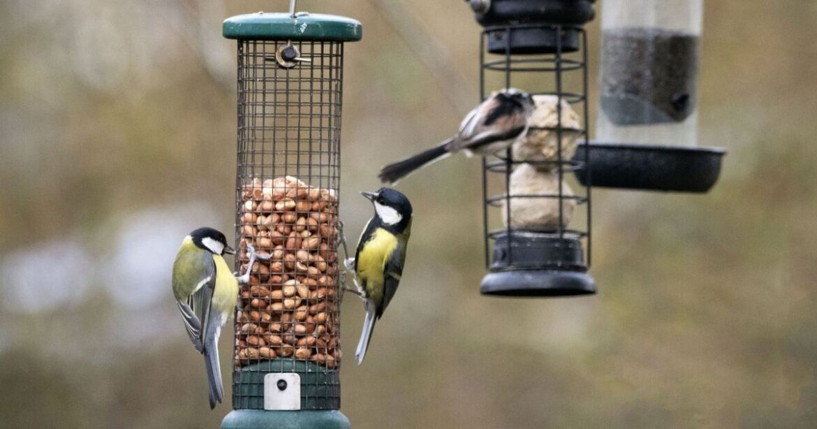 Anyone with bird feeder in garden issued urgent warning | UK | News Anyone with bird feeder in garden issued urgent warning | UK | News