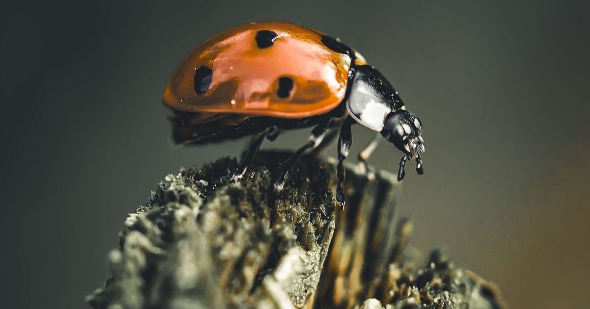 Ladybirds will flock to garden if you leave key item outdoors in April Ladybirds will flock to garden if you leave key item outdoors in April