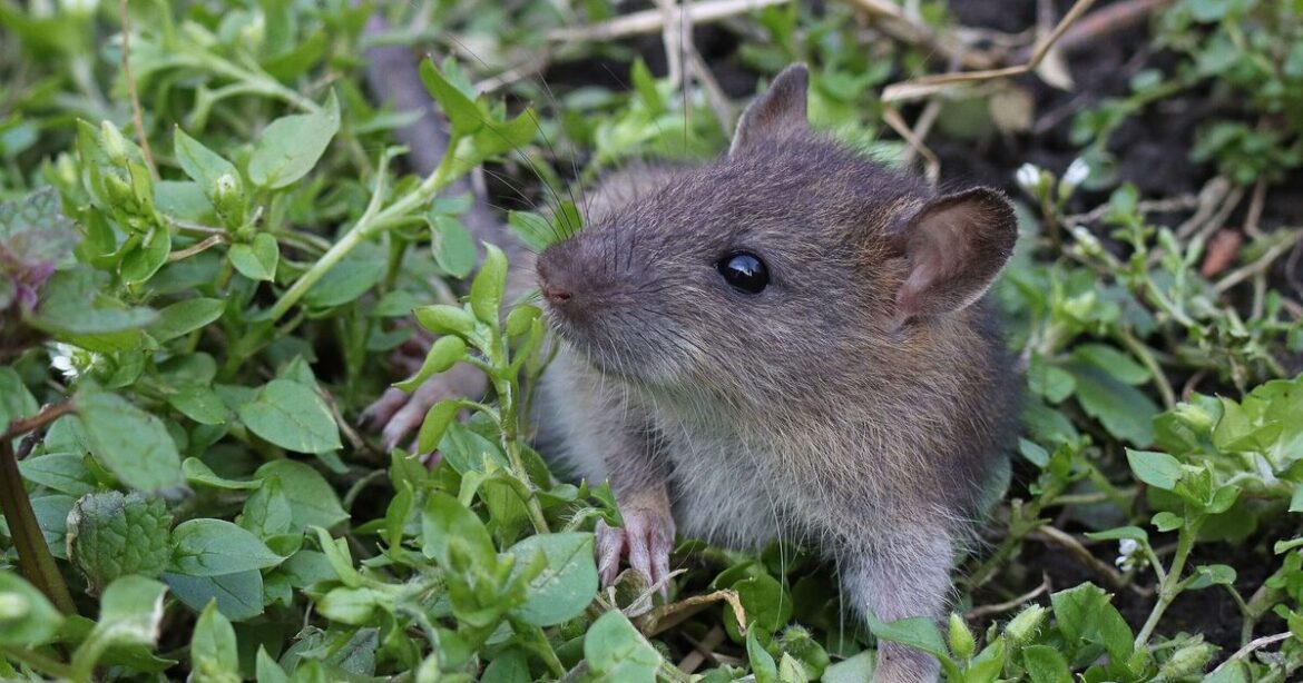 Monty Don shares how to deter rats from garden