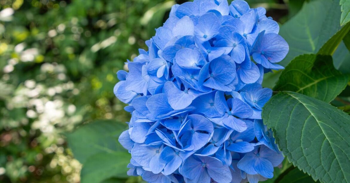 Hydrangeas will grow a beautiful bright blue if you water with 1 thing Hydrangeas will grow a beautiful bright blue if you water with 1 thing