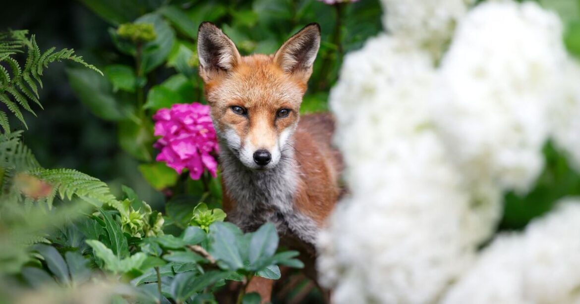 Anyone with foxes in their garden urged to leave out lemon peels