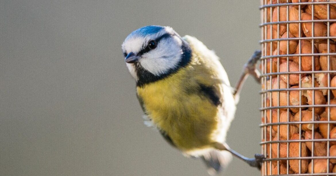 Gardeners must stop making 6 big mistakes or ‘birds will go elsewhere’ | UK | News Gardeners must stop making 6 big mistakes or 'birds will go elsewhere' | UK | News