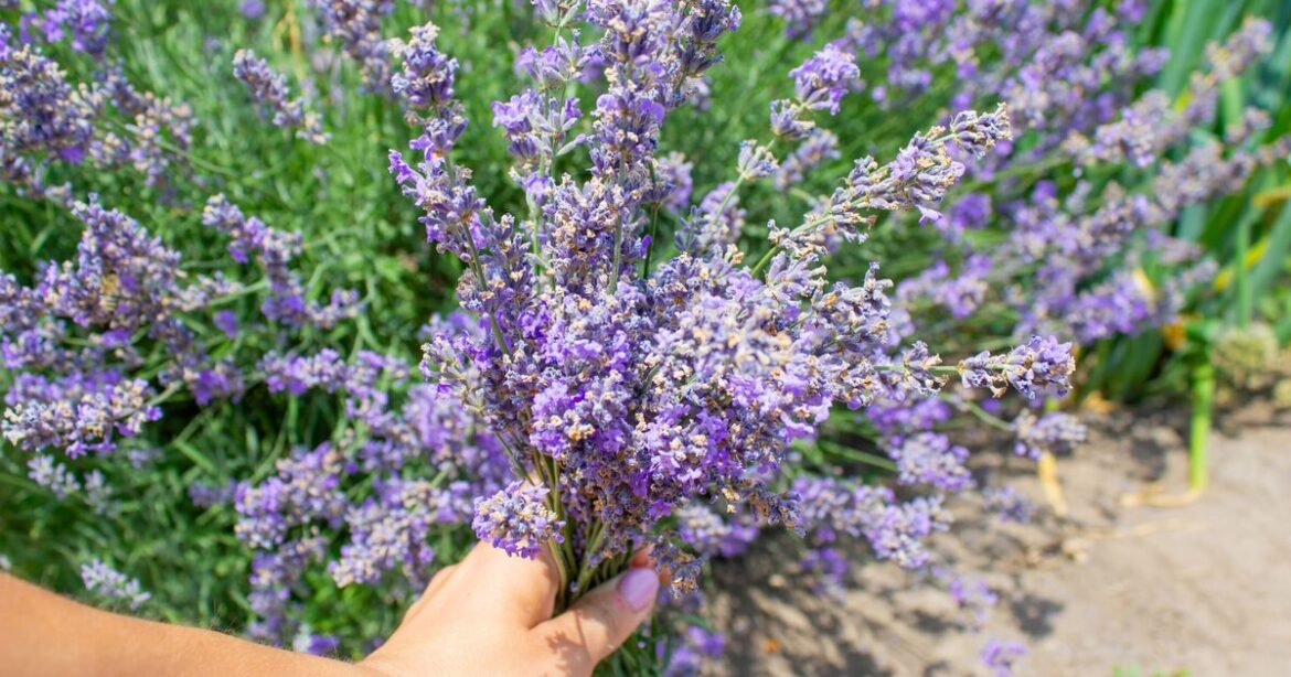 Lavender will flower for years if gardeners follow 8:8:8 rule Lavender will flower for years if gardeners follow 8:8:8 rule