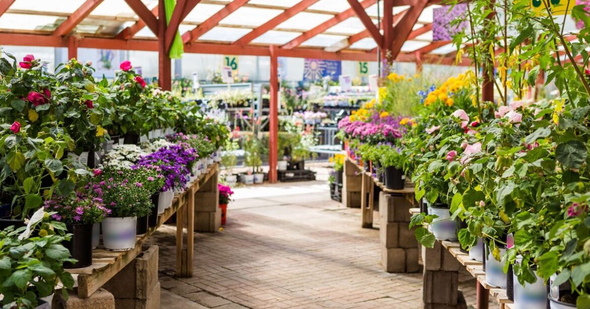 UK garden centre collapses into administration – family business since | UK | News