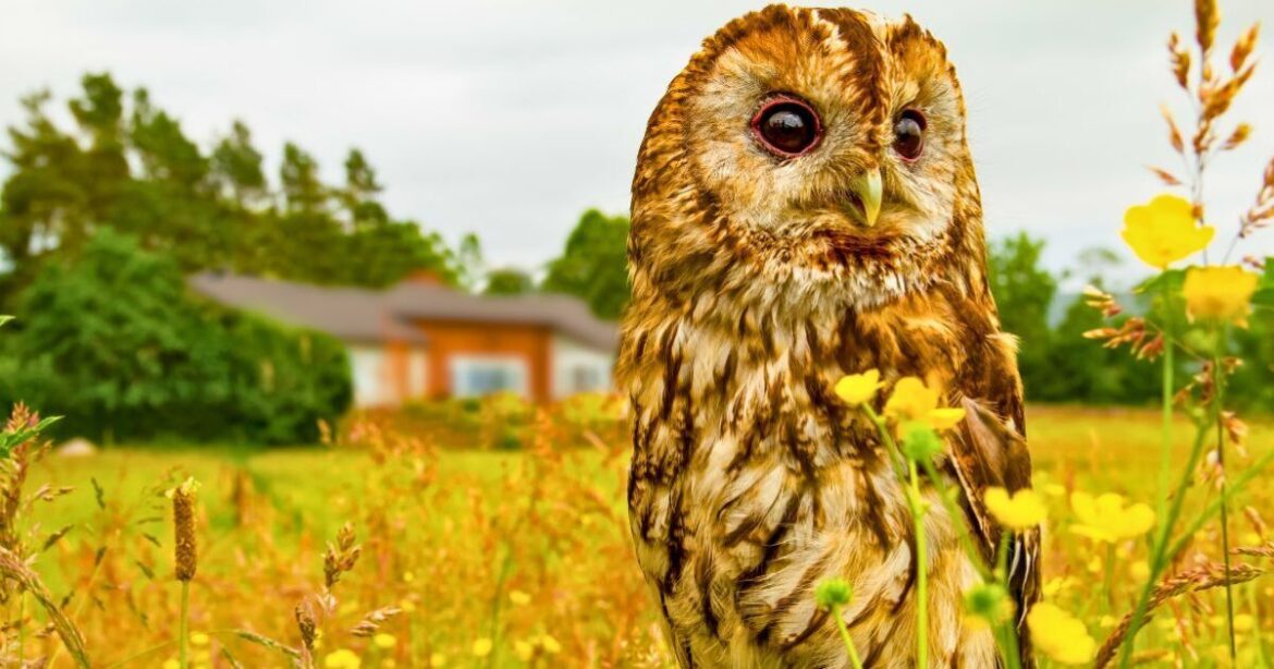 Owls come into gardens everyday if you do simple task at night Owls come into gardens everyday if you do simple task at night