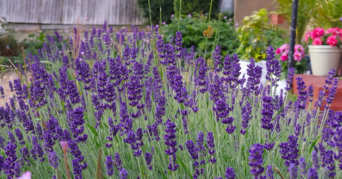 How to grow better lavender that lasts longer